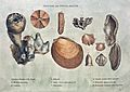 Smith fossils2