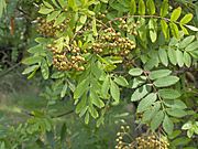 Sorbus aucuparia.leaf