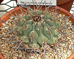 Thelocactus hexaedrophorus 1.jpg