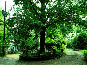 Archivo:Treethatownsitself
