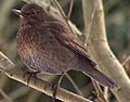 Turdus merula