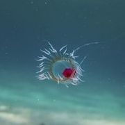 Turritopsis dohrnii (cropped)