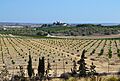 Vista del castell de Montemar d'Algorfa