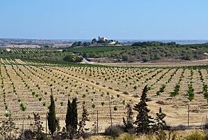 Archivo:Vista del castell de Montemar d'Algorfa
