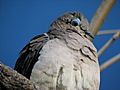 White-tipped Dove 08