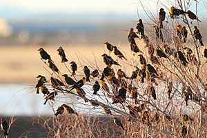 Archivo:Yellow-headed Blackbird flock