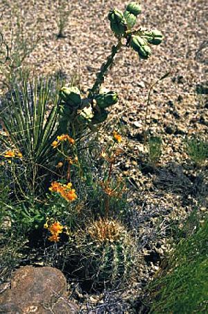 Archivo:Yucca baileyi fh 1181.14 Sclerocactus whipplei ssp. cloverae fh 49 NM B
