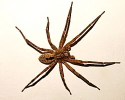 Zoropsis Spinimana.jpg