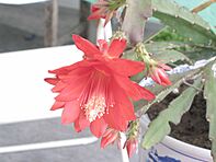 令箭荷花 Disocactus ackermannii (Epiphyllum ackermannii) -江都花卉節 Jiangdu, China- (9204820253).jpg