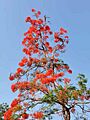 鳳凰木Delonix regia 20210510174423 01