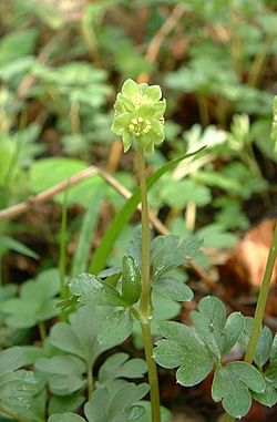 Adoxa moschatellina01.jpg