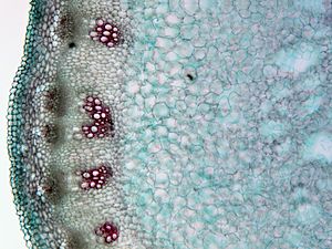 Archivo:Alliaria petiolata, stalk, cross section, Etzold green