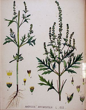 Archivo:Ambrosia artemisifolia — Flora Batava — Volume v20