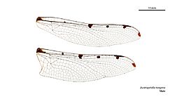 Austropetalia tonyana male wings (34895259202).jpg