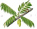 Averrhoa bilimbi Blanco1.138-cropped