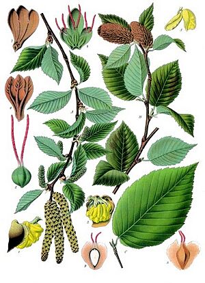 Archivo:Betula lenta - Köhler–s Medizinal-Pflanzen-021
