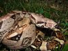 Boa constrictor imperator.jpg