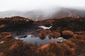 Archivo:Bog pool, Tonelagee, Wicklow National Park