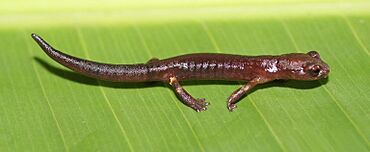 Archivo:Bolitoglossa cataguana03