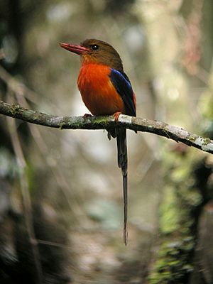 Archivo:Brown-headed Paradise-Kingfisher