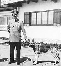 Archivo:Bundesarchiv B 145 Bild-F051673-0059, Adolf Hitler und Blondi auf dem Berghof