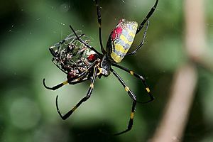 Archivo:Cannibalization(silk spider)