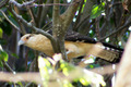 Caracara cabeziamarillo