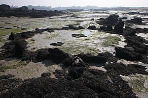 Archivo:Chausey, le cromlech de l'Oeillet