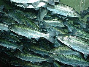 Archivo:Chinook salmon, Oncorhynchus tshawytscha
