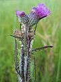 Cirsium palustre