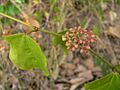 Cissus verticillata infl