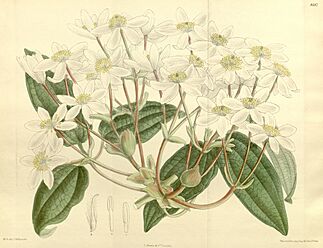 Archivo:Clematis armandi 140-8587