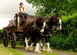 Archivo:Clydesdale wagon