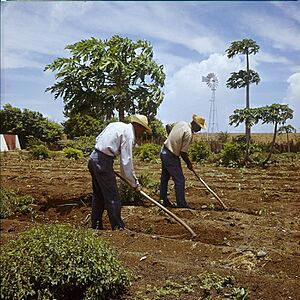 Archivo:Collectie Nationaal Museum van Wereldculturen TM-20029720 Landarbeiders bewerken de grond ten behoeve van groenteteelt op Plantage Aruba Bonaire Boy Lawson (Fotograaf)