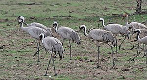 Archivo:Common Cranes (Grus grus)- Adults & Immatures at Bharatpur I IMG 5659