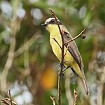Archivo:Conopias trivirgatus-Three-striped Flycatcher