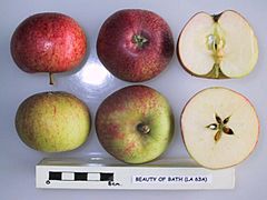 Cross section of Beauty of Bath (LA 63A), National Fruit Collection (acc. 1966-146).jpg