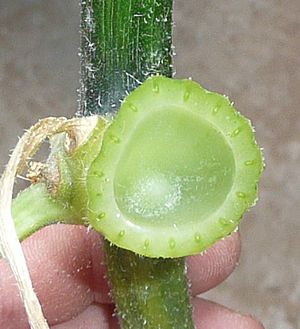 Archivo:Cucurbita maxima "zapallo plomo" (Costanzi temp2) hoja pecíolo corte transversal haces vasculares