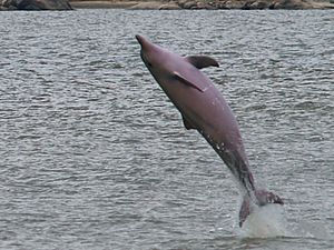 Archivo:DELFIN DEL ORINOCO2