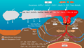 Deep Sea Vent Chemistry Diagram
