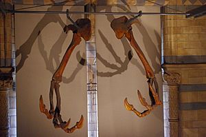 Archivo:Deinocheirus