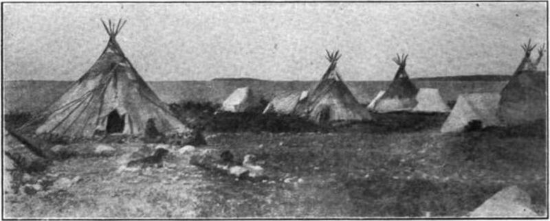 Dogrib tipis