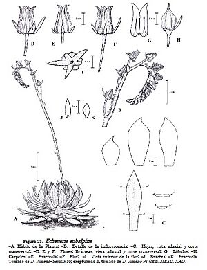Archivo:Echeveria subalpina 5