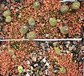Echinocactus horizonthalonius und ACM (unten) (8571300375)