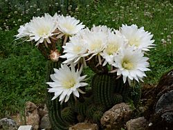 Echinopsis schickendantzii.jpg