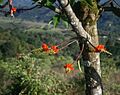 Erythrina edulis 1