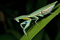 Female New Zealand Mantis (Orthodera novaezealandiae) from side