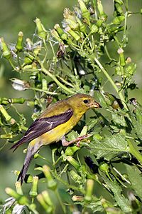 Archivo:Female american goldfinch