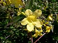 Gelsemium sempervirens1