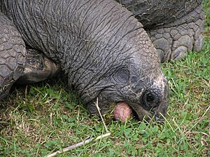 Archivo:Geochelone gigantea eating
